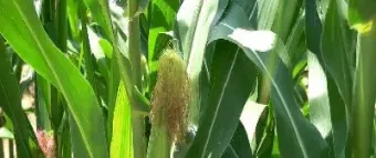 期货玉米图解(期货玉米图解分析)_https://gj.meihuadianqi.com_国际期货分析_第1张