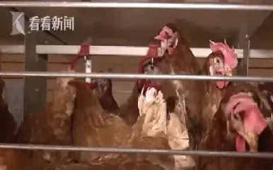 禽流感期货(禽流感利好什么期货)_https://gj.meihuadianqi.com_国际期货分析_第1张
