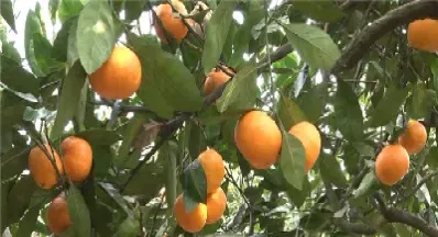 桔子期货直播间(桔子期货直播间怎么进)_https://gj.meihuadianqi.com_国际期货直播间_第1张