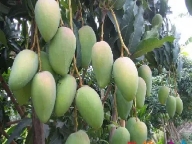 芒果期货(芒果期货直播室)_https://gj.meihuadianqi.com_国际期货直播室_第1张