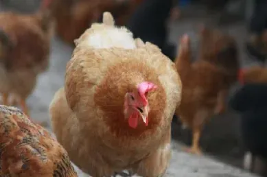 肉鸡期货上市(肉鸡期货上市时间)_https://gj.meihuadianqi.com_国际期货直播间_第1张